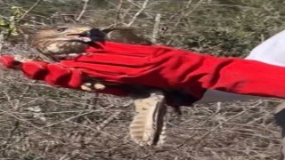 Osmaniye’de Şahinler Doğaya Salındı