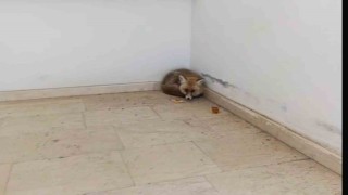 Paluda okulun içine giren tilki kamerada