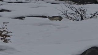 Pülümür Vadisinde yiyecek arayan kurt kamerada
