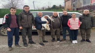 Sahil kenarında bulunan kuğu koruma altına alındı