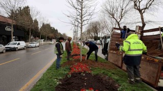 Sakaryada 3 ayda 2 bin 500 ağaç dikildi