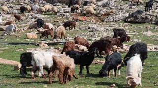 Şanlıurfada beyaz örtü yerini yeşil örtüye bıraktı, çiftçi ve besicinin yüzü güldü