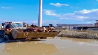 Selde mahsur kalan inekler boğulmaktan kurtarıldı