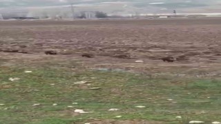 Siirtte domuz sürüsü görüntülendi