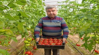 Simavda yetişen coğrafi işaretli Eynal domatesi pazarlarda ilgi görüyor