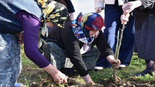 Sinopta kuşaklar arası gönül köprüsü fidanlarla kuruldu