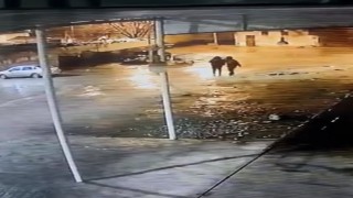 Siverekte 19 koyun çalındı: Hırsızlık anı kamerada