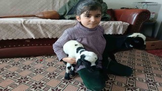 Soğuk hava kuzuları eve taşıdı: Elazığda yeni doğan kuzular biberonla besleniyor