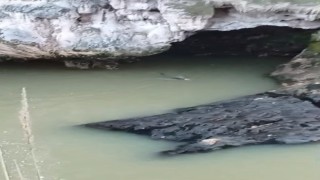 Su samuru balık avlarken görüntülendi
