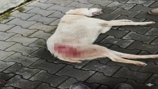 Tavuk kovaladı diye tüfekle vurulan köpek öldü