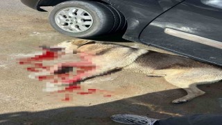 Tavuklarını yiyen köpekleri öldürünce tutuklandı