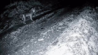 Tekirdağda ormanda kurt ve iki karaca görüntülendi