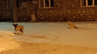 Tilki ile sokak köpeğinin dostluğu kameraya yansıdı