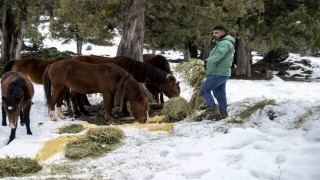 Toros Dağlarındaki yılkı atları ve yabani hayvanlar unutulmadı