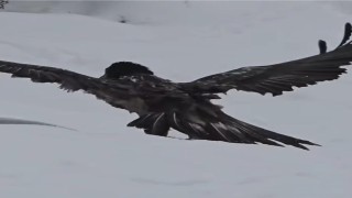 Tuncelide karlı arazide kara akbaba görüntülendi