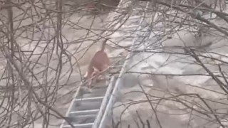 Turgutluda derede mahsur kalan köpek kurtarıldı