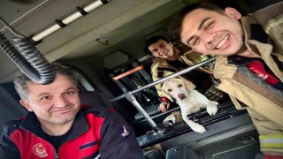 Umuda uzanan eller: Mahsur kalan köpeği itfaiye kurtardı