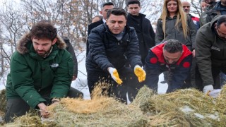 Vali Aygöl, yaban hayvanları için sahada