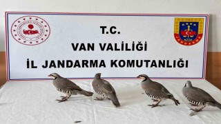 Vanda 4 keklik ele geçirildi