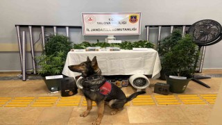 Yalovada evi uyuşturucu serasına çeviren 2 zanlı tutuklandı