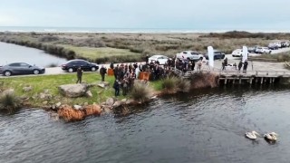 Yaralı pelikanlar tedavilerinin ardından doğaya salındı