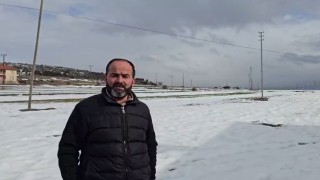Yerleşim yerine inen kurdun rahat tavırları dikkat çekti
