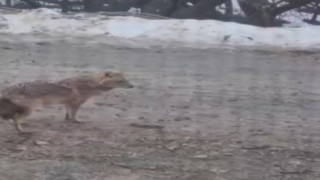 Yiyecek arayan kurt yerleşim yerine indi