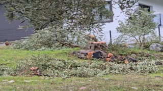 Zeytin ağaçlarını kesen ve görevinden istifa eden CHPli başkana 36 bin 762 lira para cezası