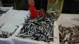 Zonguldakta limandan 500 ton hamsi çıktı