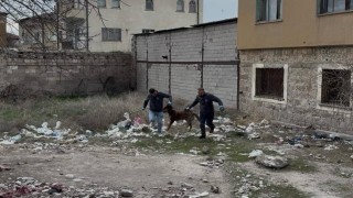 3 yaşındaki çocuğuna köpek saldıran baba: Köpeğin çocuğumuzu bırakması için çok uğraştık