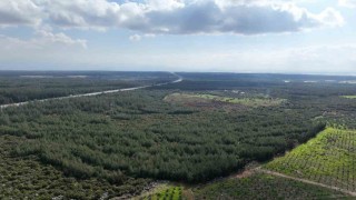 81 İlde 81 Orman projesi ilkbahar dikimleriyle devam ediyor