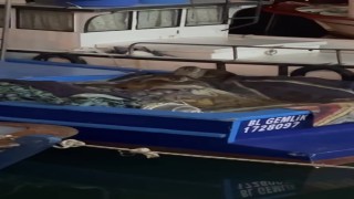 Aç kalan anne su samuru ve yavruları Gemlikte tekneye sığındı