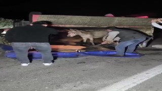 Adanada kasası eşek dolu kamyonet yola devrildi