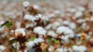 Adanada pamukta pembekurt zararlısına karşı uyarı