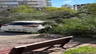 Adanada şiddetli rüzgar ağaçları devirdi