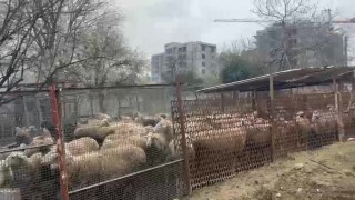Ahırda çıkan yangında çok sayıda hayvan telef oldu