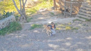 Antalyada sahipsiz köpeğin saldırısına uğrayan 7 yaşındaki çocuk hastanelik oldu