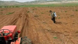 Arabanda Antep fıstığı tarlalarında yabancı otlarla ilaçlı mücadele