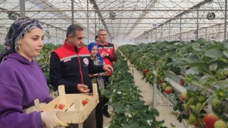 Aydında çilek hasadı başladı