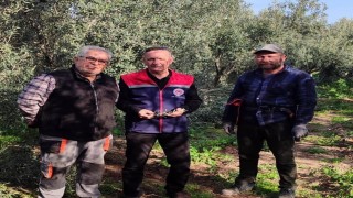 Aydında zeytin bahçeleri kontrol edildi
