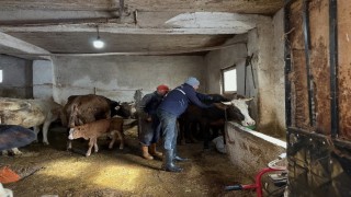 Aydıntepede 2026 ilkbahar şap aşılama kampanyası tamamlandı