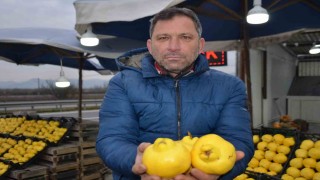 Ayvayı bu sene ayaz vurdu, fiyatlar fırladı