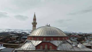 Baharın habercisi leylekler Muş Ovasına gelmeye başladı