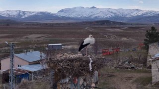 Baharın müjdecileri, asırlardır mesken tuttukları köye döndü