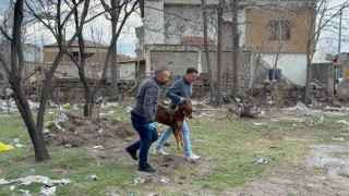 Başıboş köpeğin saldırdığı 3 yaşındaki çocuk ağır yaralandı