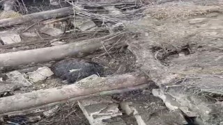 Başkalede ahır çöktü: 20 küçükbaş hayvan göçük altında kaldı