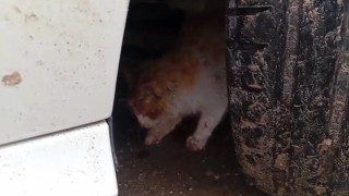 Batmanda aracın motoruna sıkışan kedi kurtarıldı