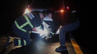 Batmanda çarpma sonucu aracın tamponuna sıkışan tilki kurtarıldı