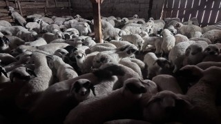 Bayburtta buzağı, malak, kuzu ve oğlak desteği ikinci dönem başvuruları yarın başlıyor
