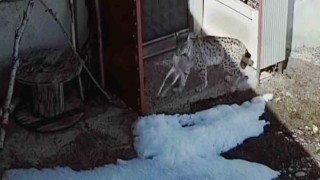 Bayburtta vaşağın tavşan avı kamerada